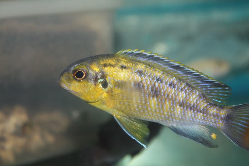 Tropheops sp. 'mbenji yellow' Mbenji Island